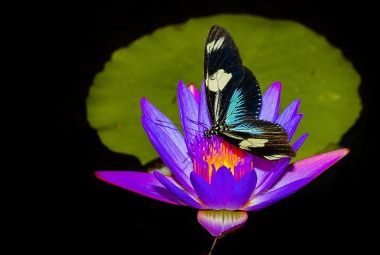 Vlindertuin de Kas Zutphen